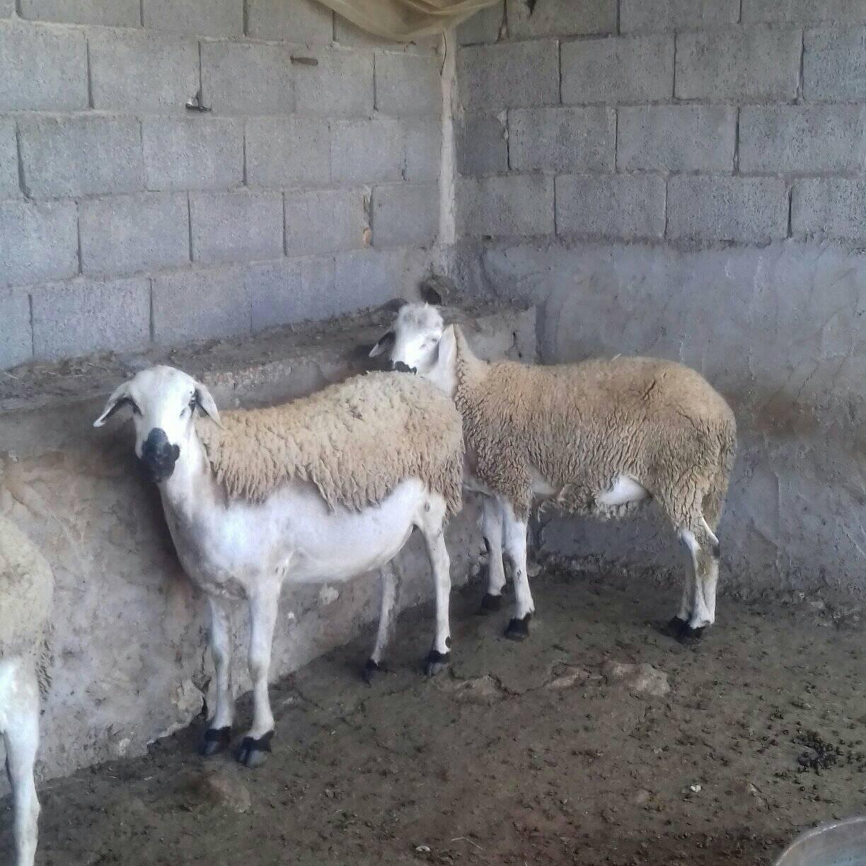Sardi asili