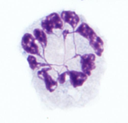 Fish immunology
