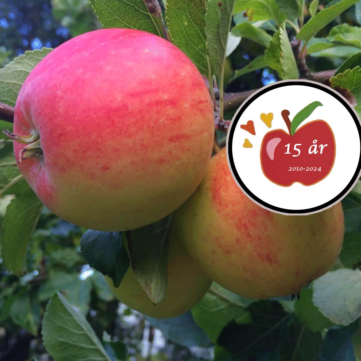 Gränna Musteri - Förvandla dina äpplen och päron till god must! 🍎🍐🍏 ...