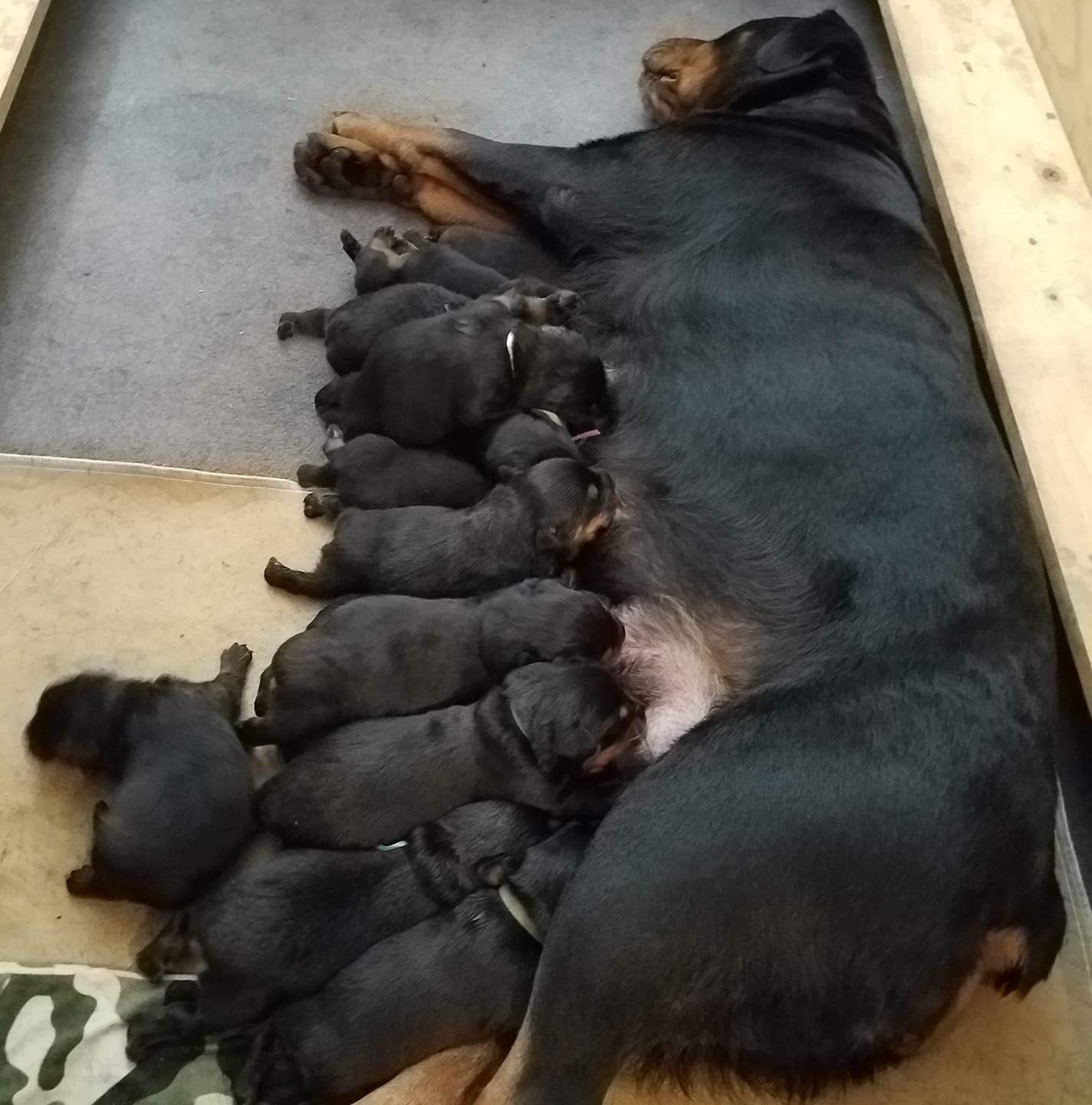 Rusk Rottweilers | Oakland OR