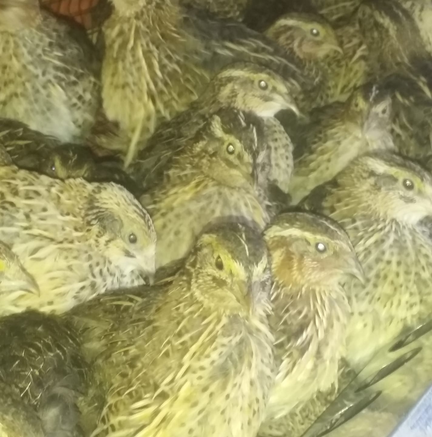 Umer hatcheries