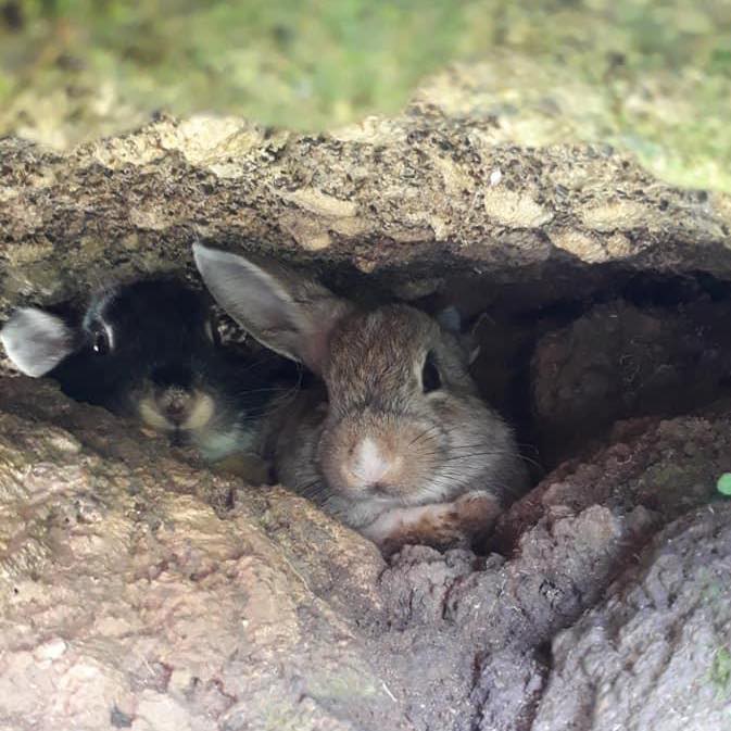 D'mesilau Rabbit Garden | Kundasang