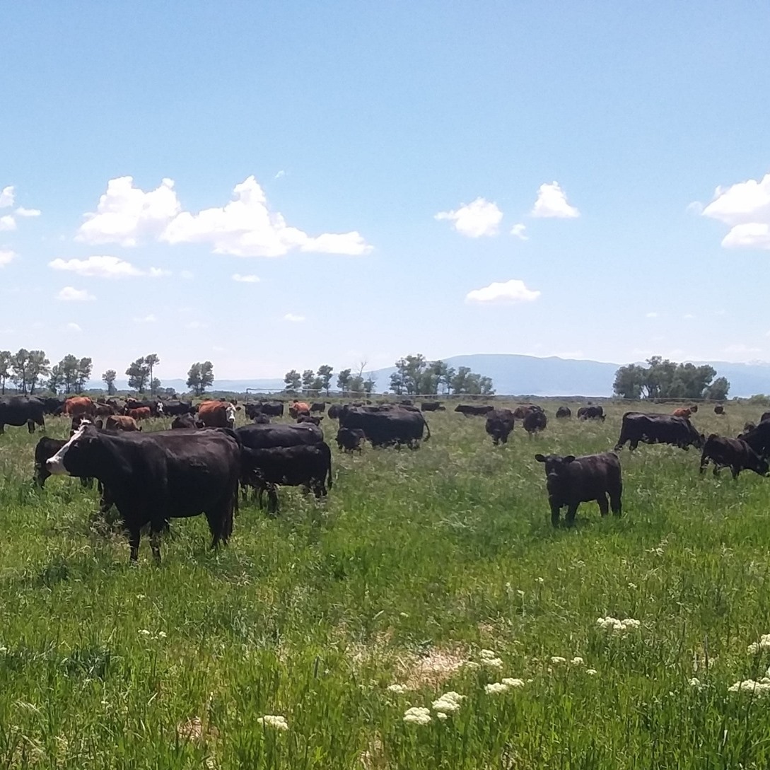 Crowder's Rafter CL Ranch | Alamosa CO