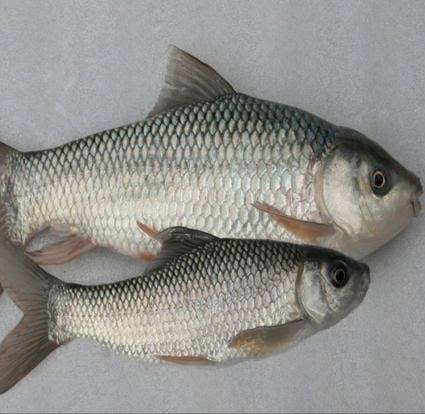 Ravi Fish shop | Ara