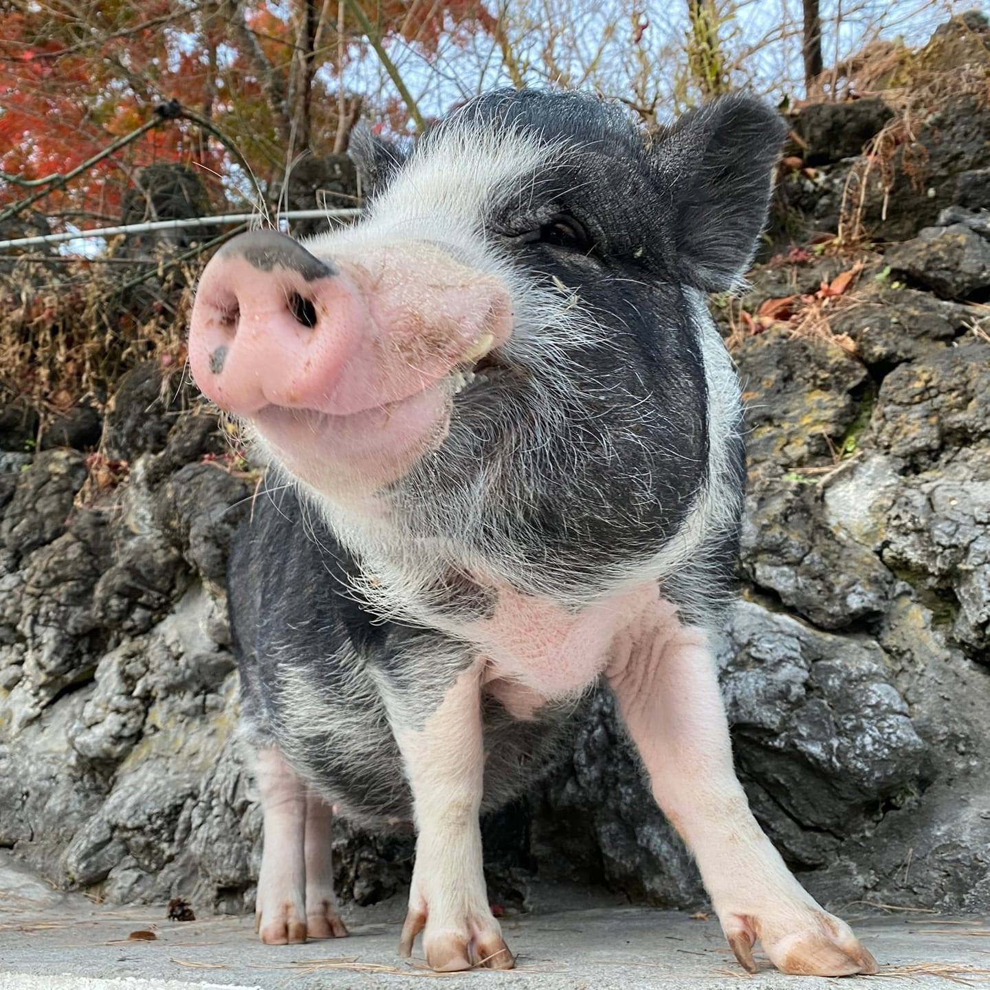 小諸 市 動物園