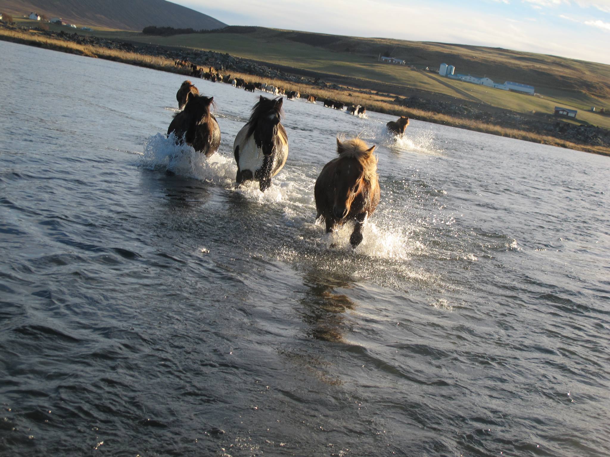 Saltvik Riding Tours | Húsavík