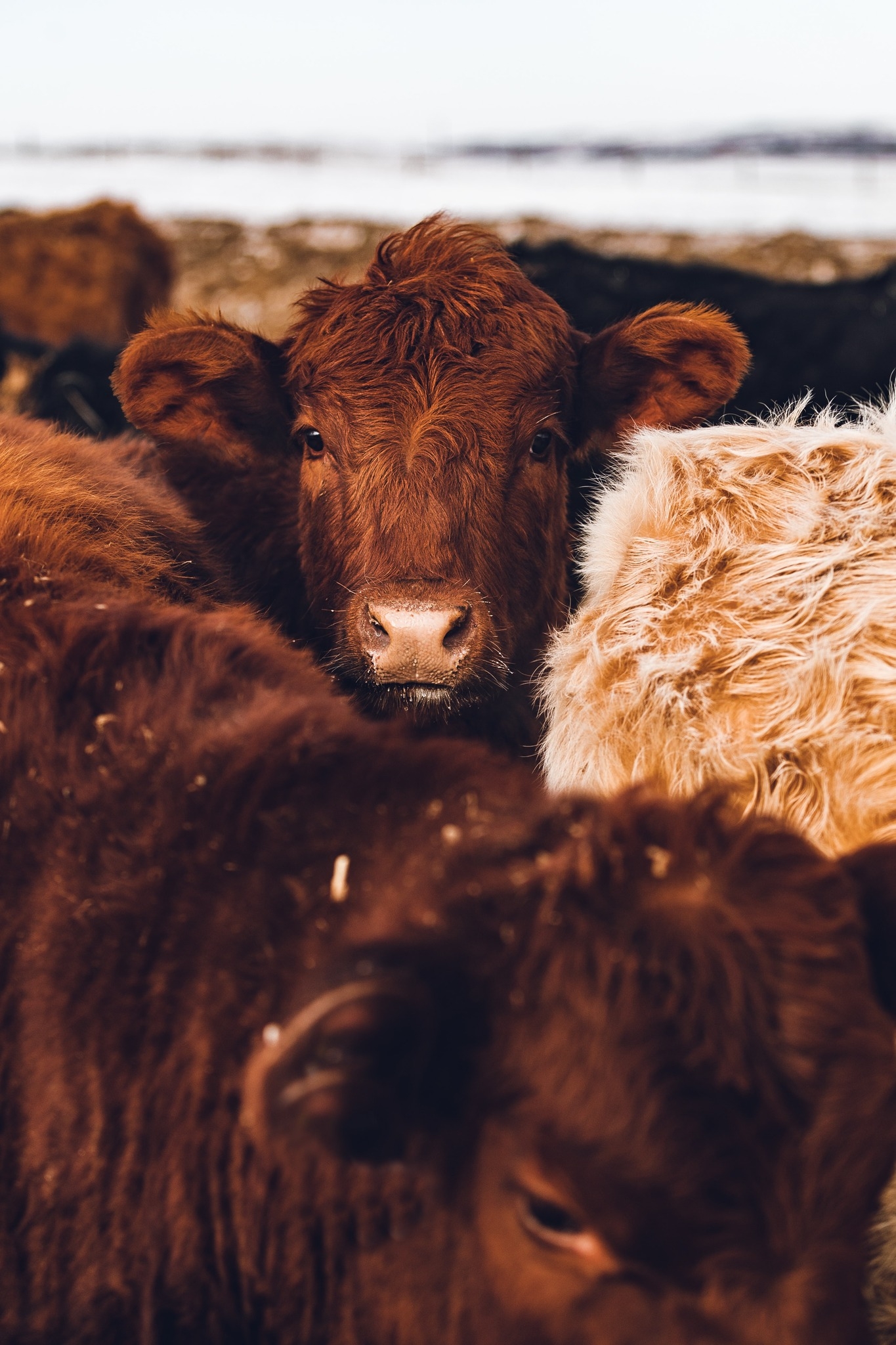Ron Ratliff Cattle Co - Buying Station | Garnett KS