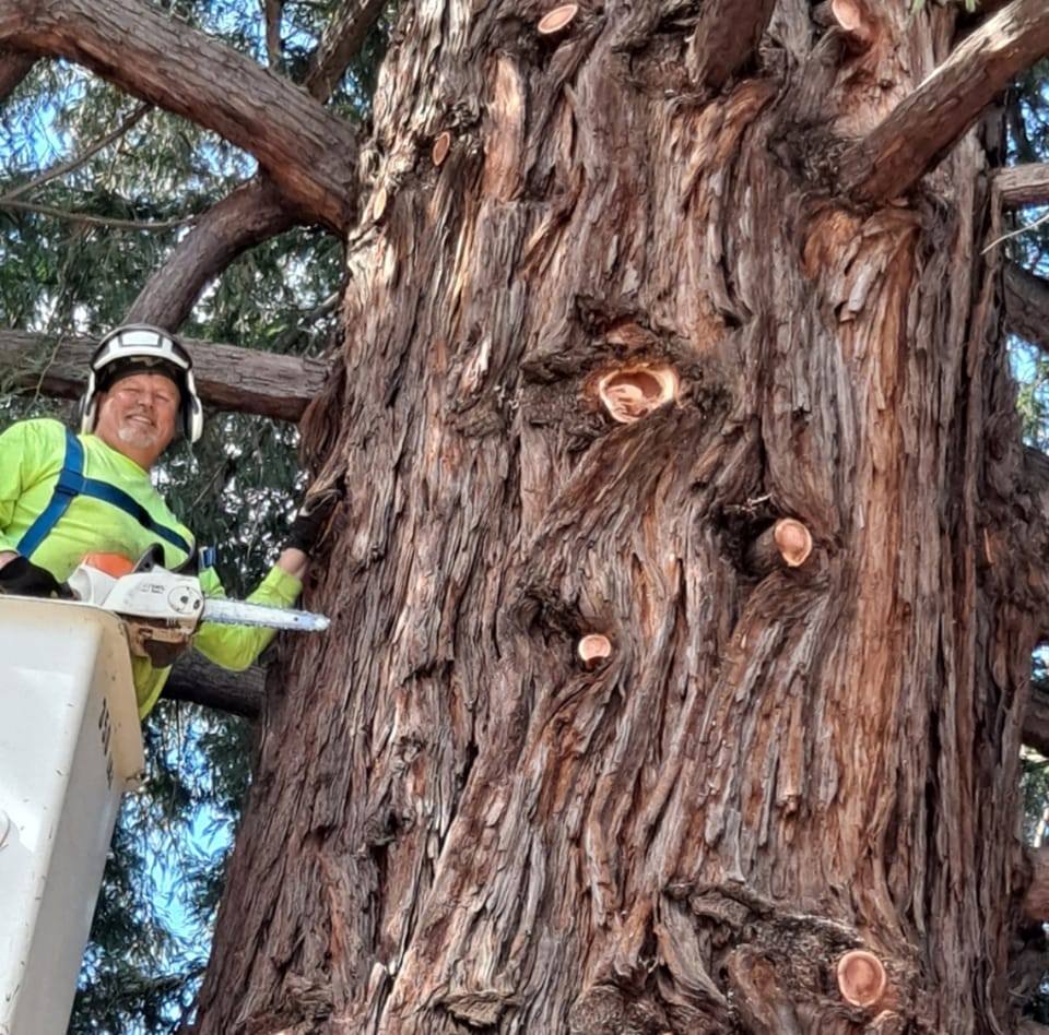 Matt's Custom Tree Care | Ukiah CA