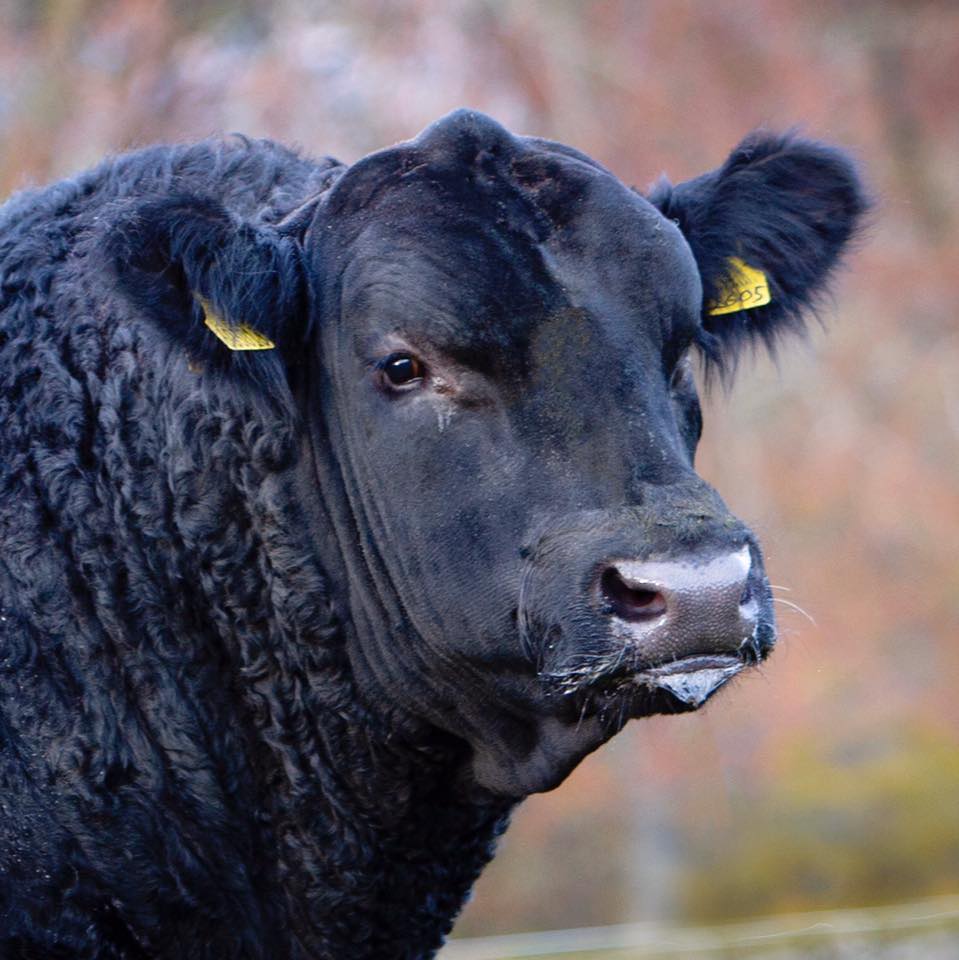 The Rawburn 2026 Online Heifer &... - Rawburn Aberdeen Angus | Facebook