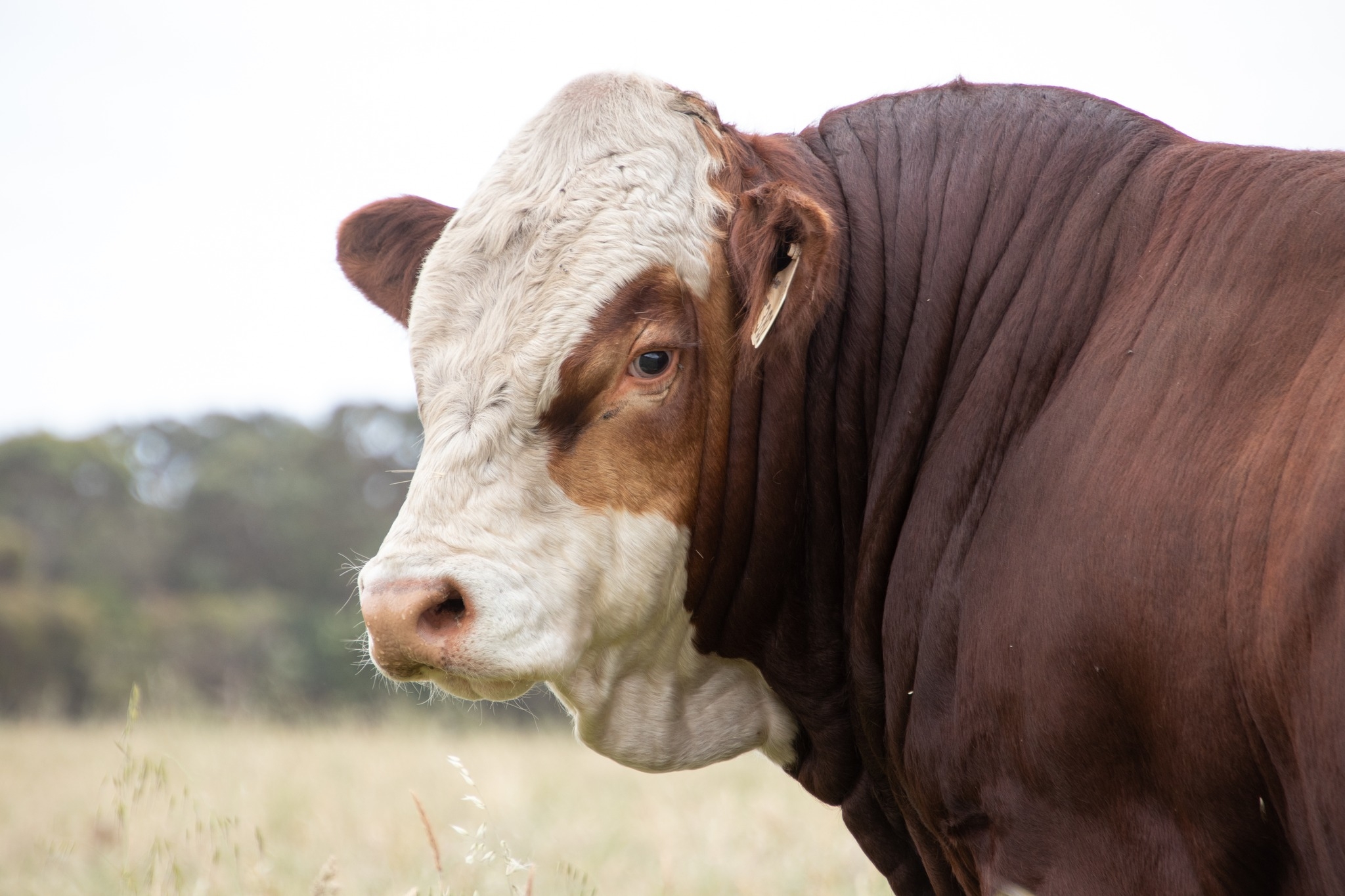 Mt Ararat Simmentals | Nar Nar Goon North VIC