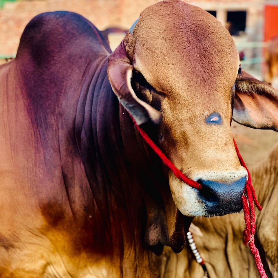 Rajpoot Cattle House