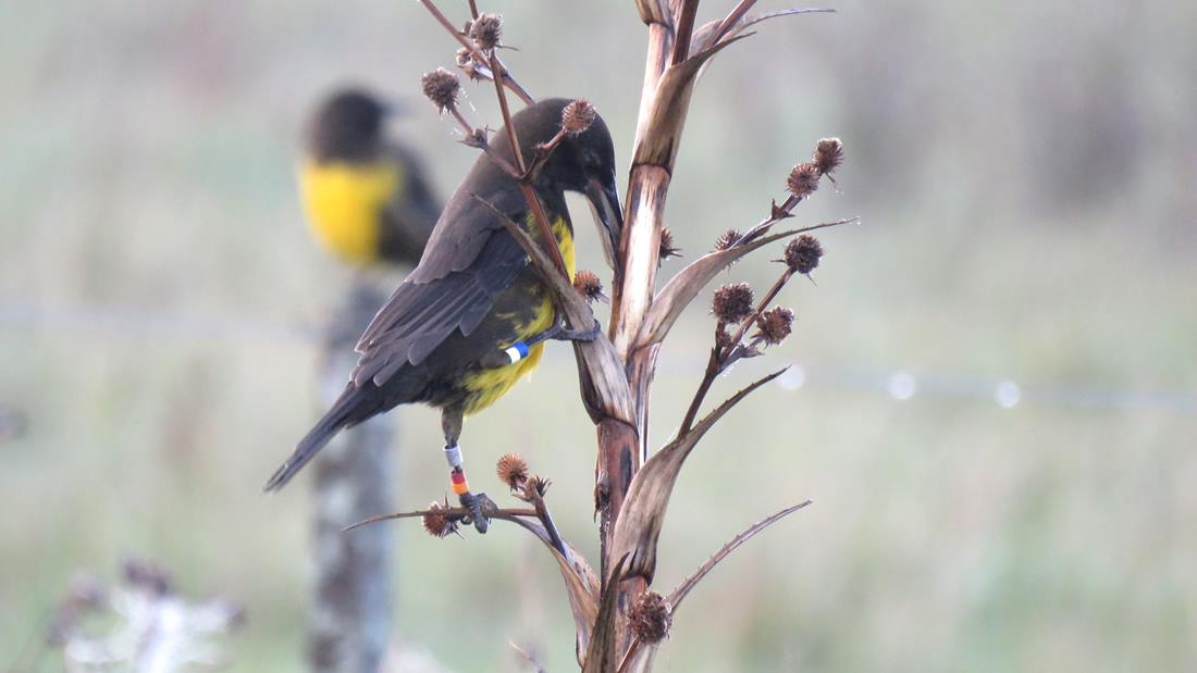 Aves Bordes de Camino, General Juan Madariaga - Argentina ...