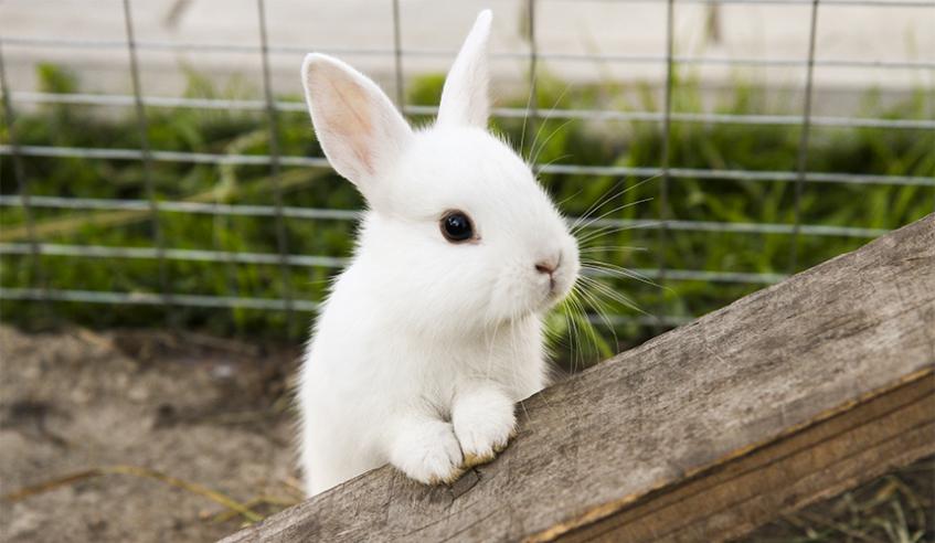 Pakistan Rabbit Bazar