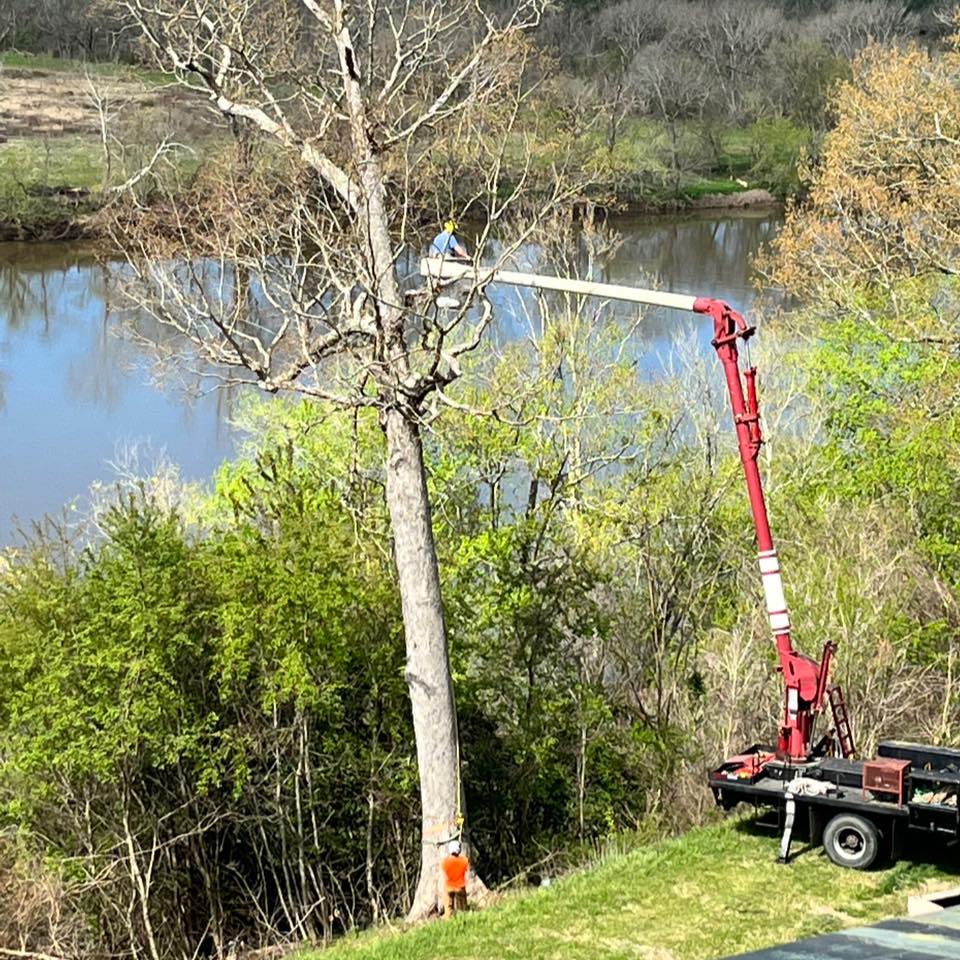 Buddy and Son’s Tree Service | Wilsons VA