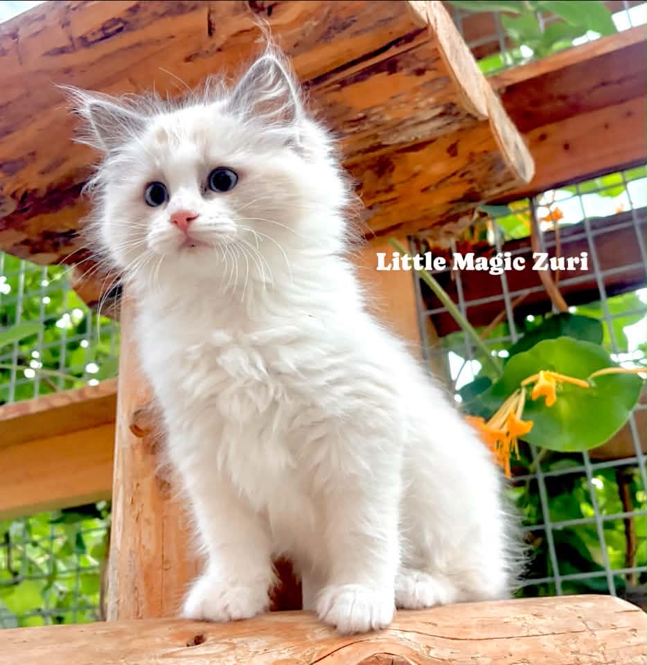 Little Magic Ragdolls