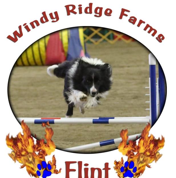 Windy Ridge Farms