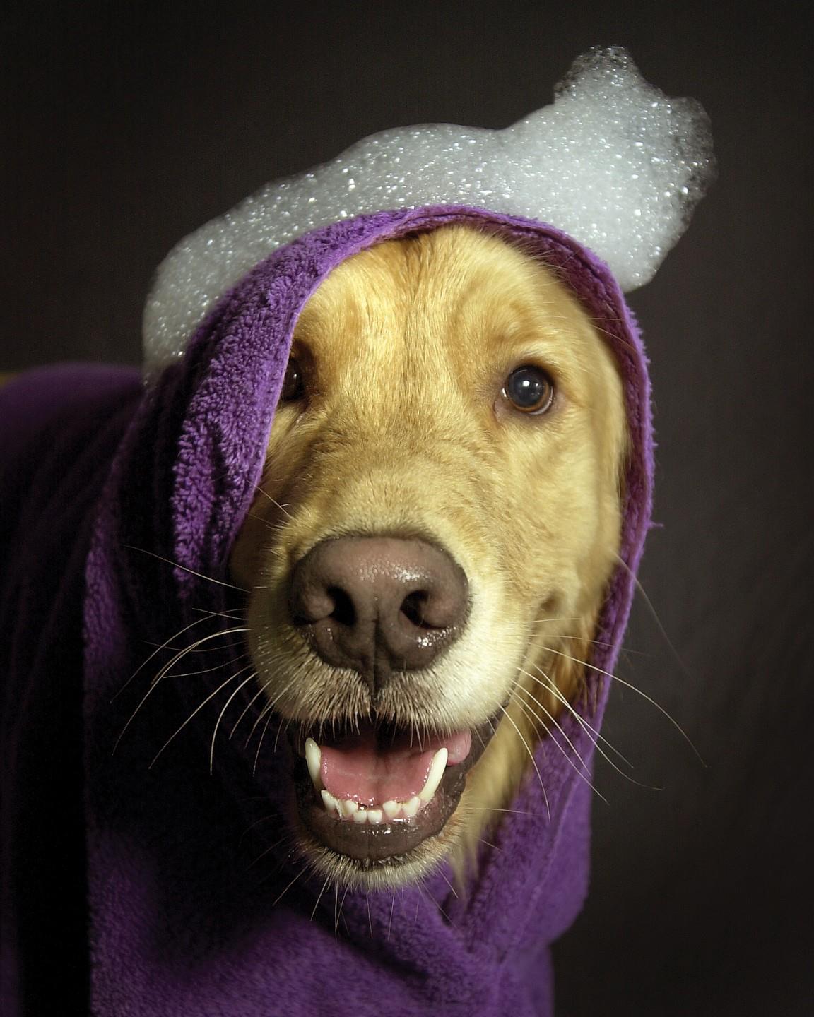 Fetching Looks Pet Grooming Ltd | Canandaigua NY