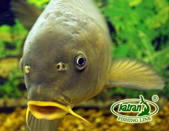 Katran Fishing Line Polska