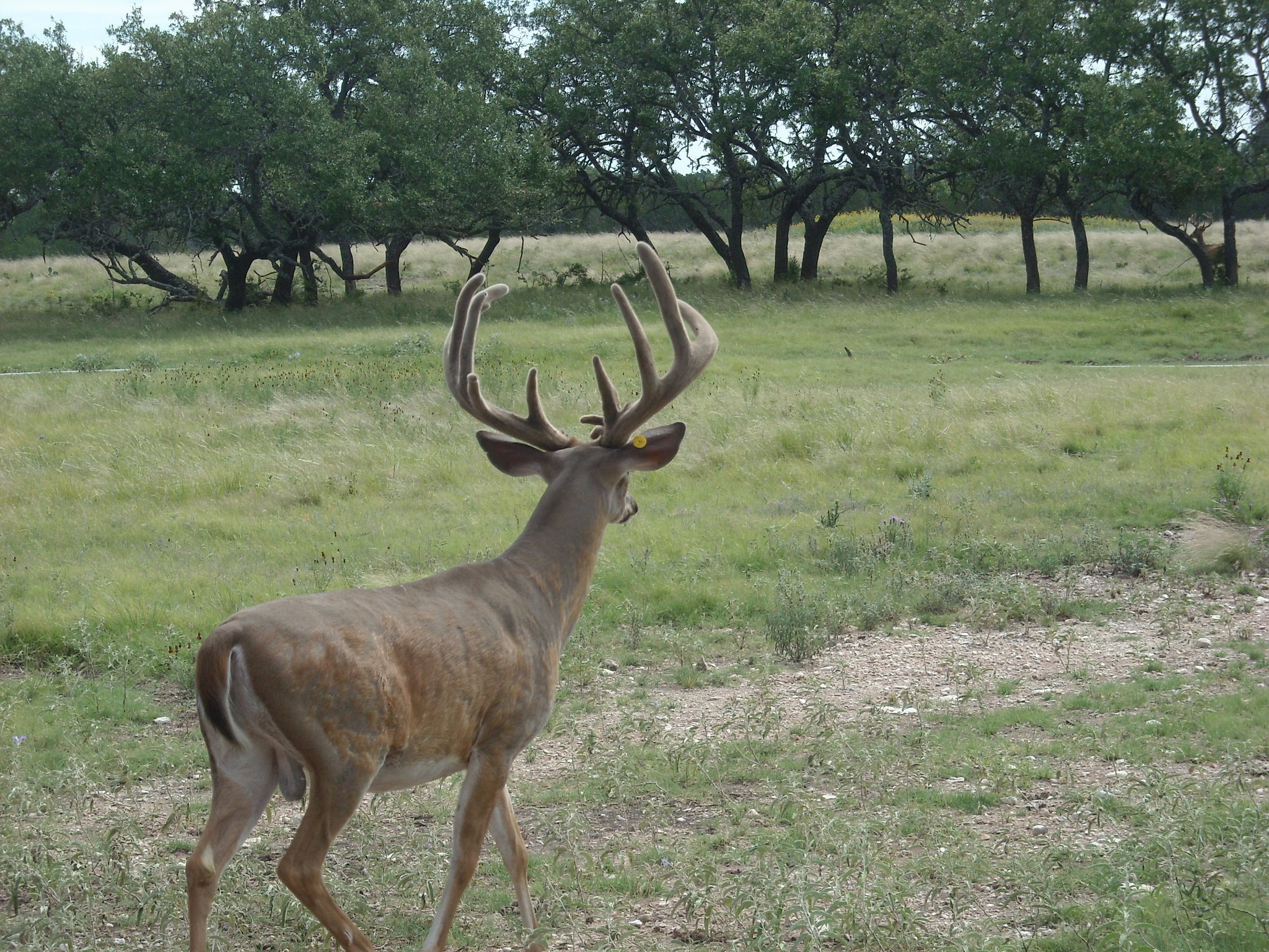 Double Draw Ranch