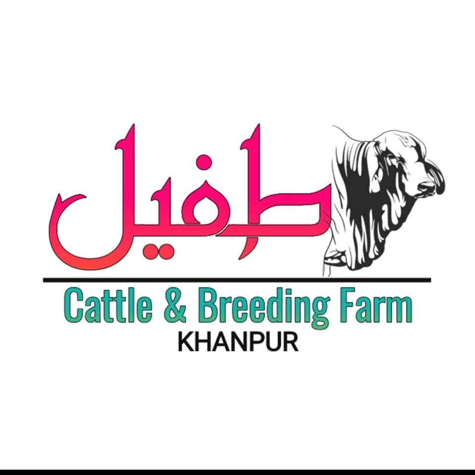 Tufail Cattle Farm