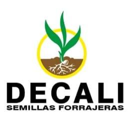 Decali | Morelia