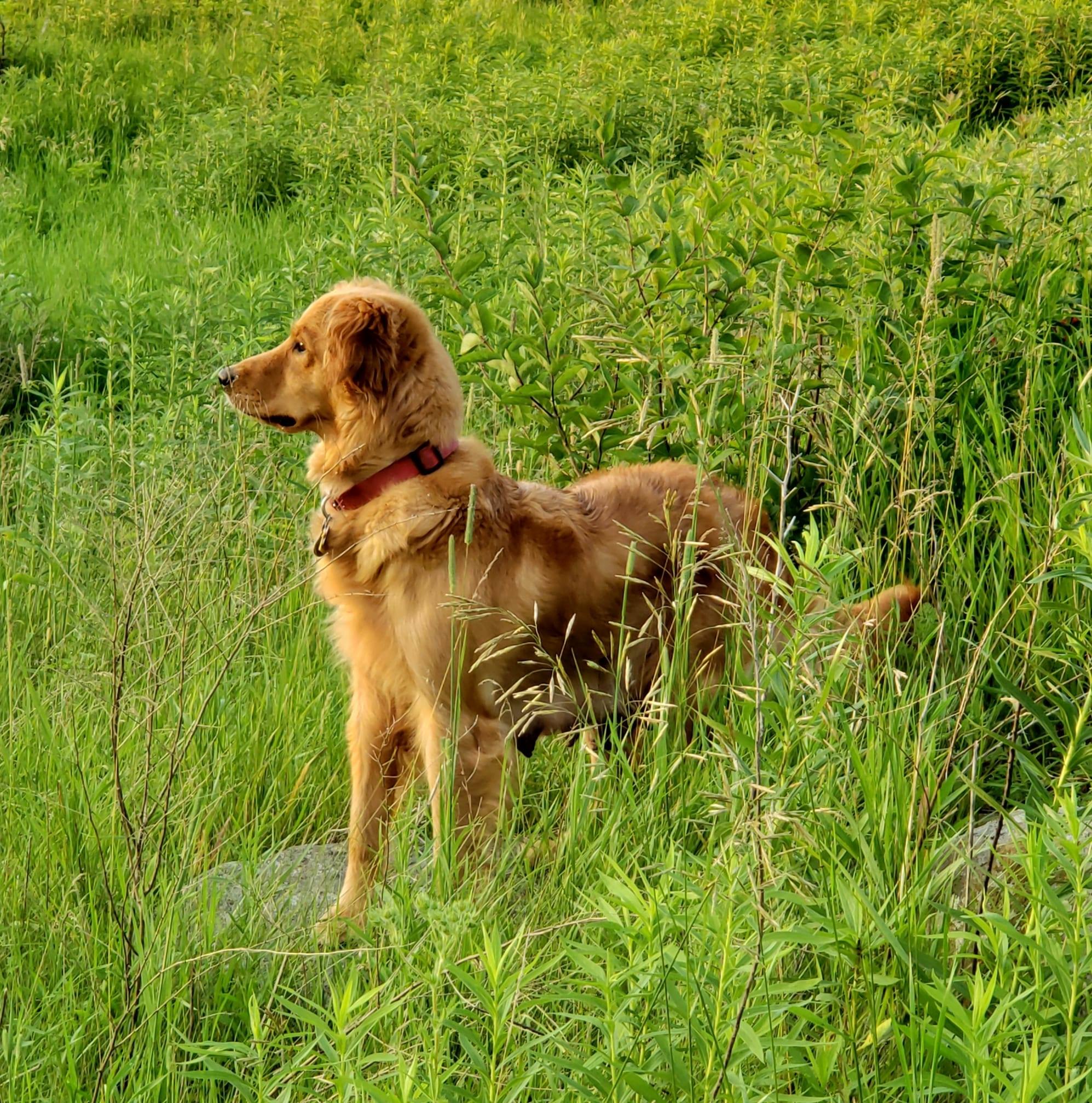 Ottum Retrievers | Westby WI