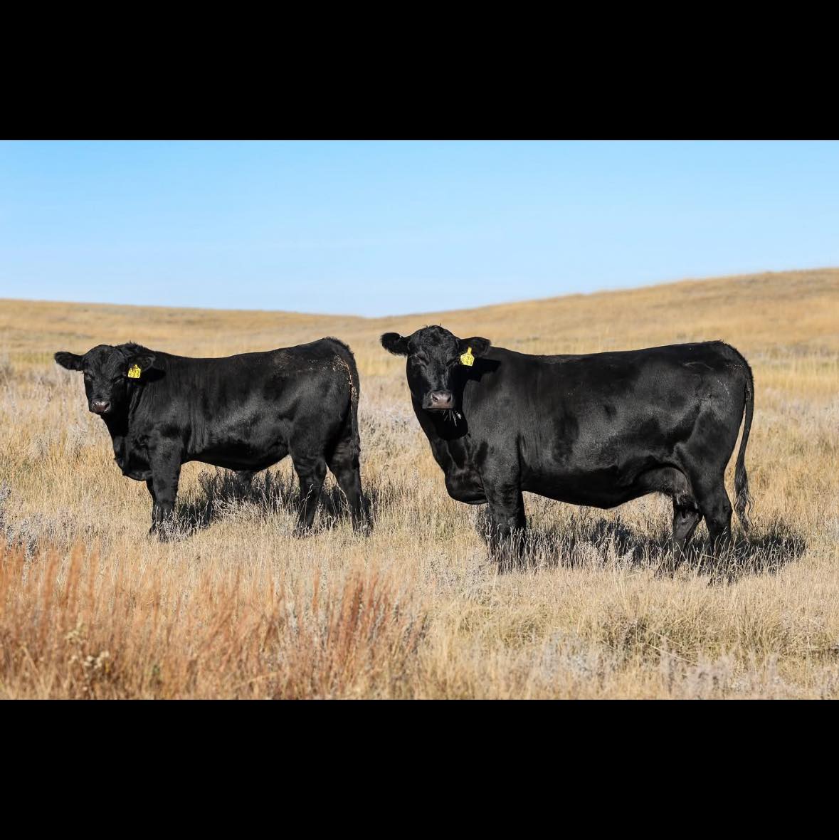 Schuelke Angus Ranch | Faith SD