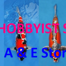 Koi Hobbyist Seller