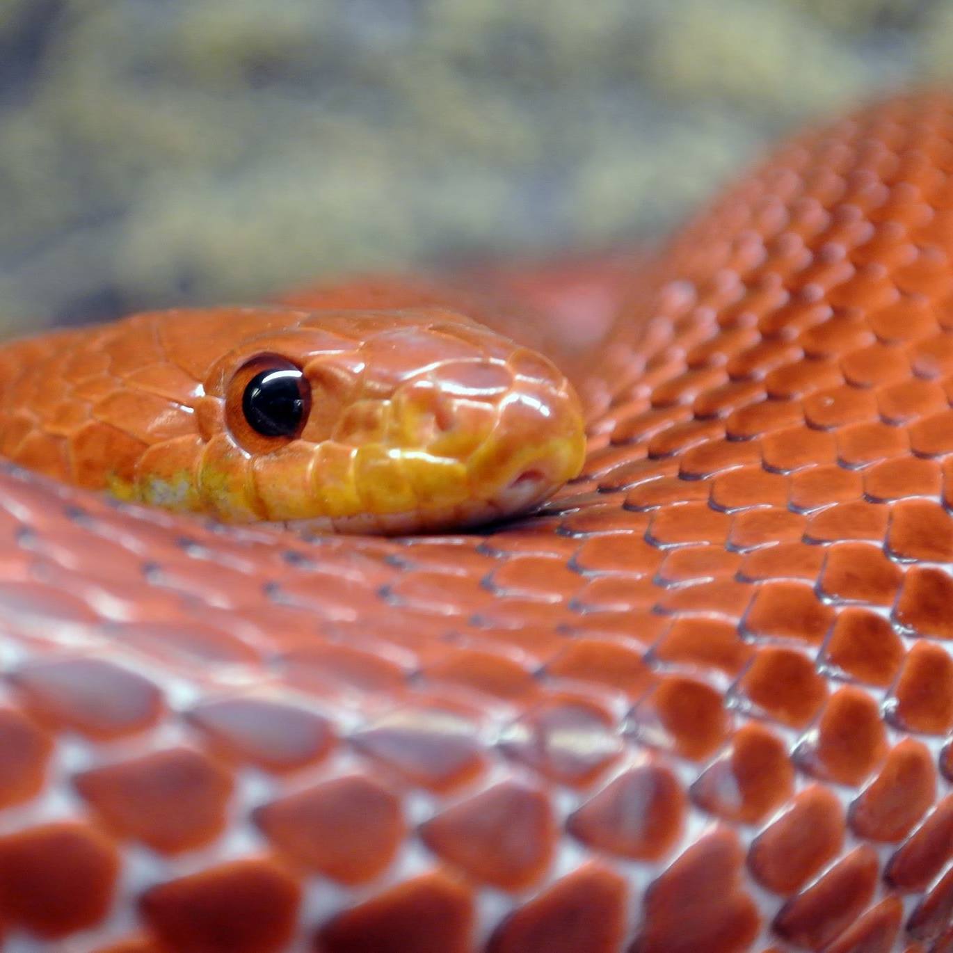 Picture Idea: Reptiware