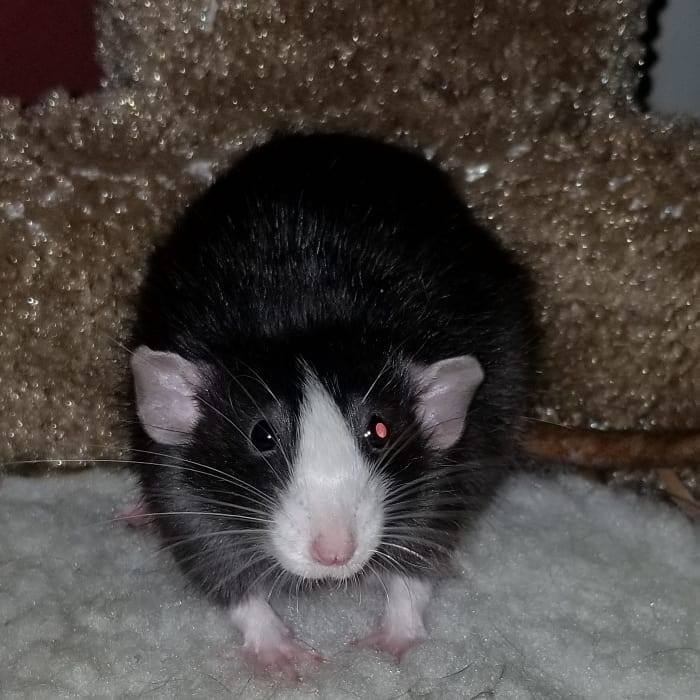 MAC Rattery