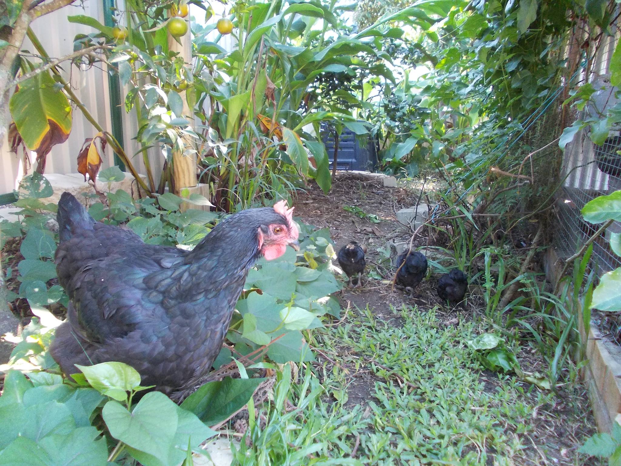 Myrtle Farm Permaculture | Brisbane QLD