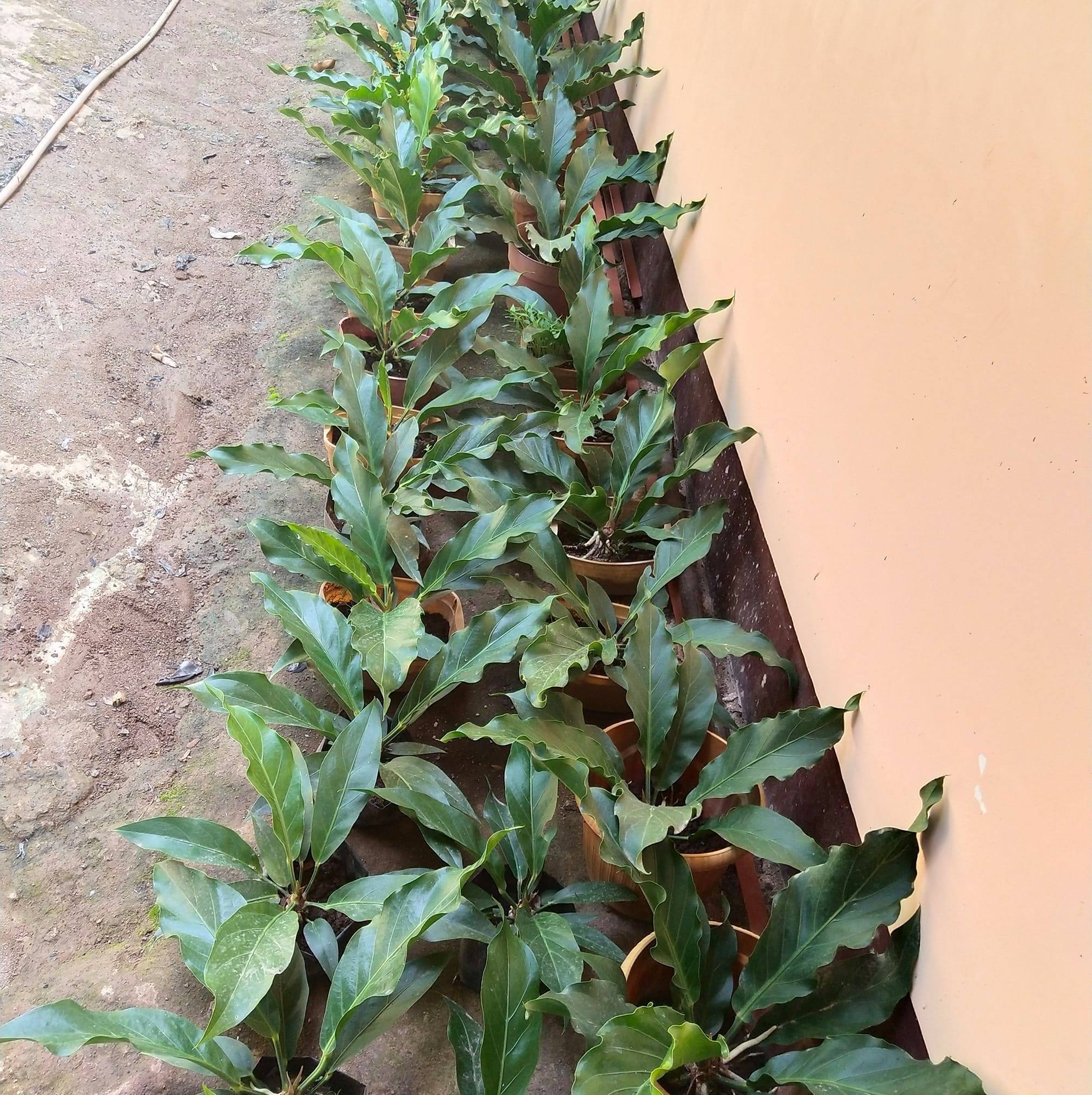 Plants for SALE Cebu City