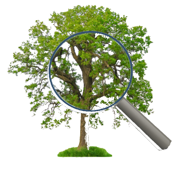 Family Tree Analyzer