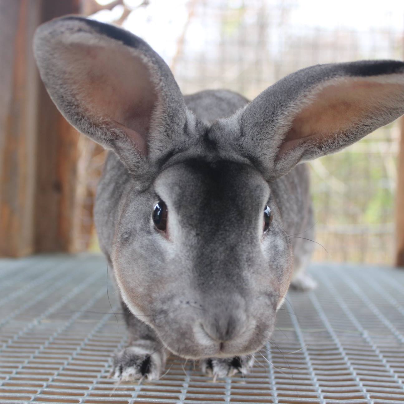 Standard Rex Rabbits Kentucky