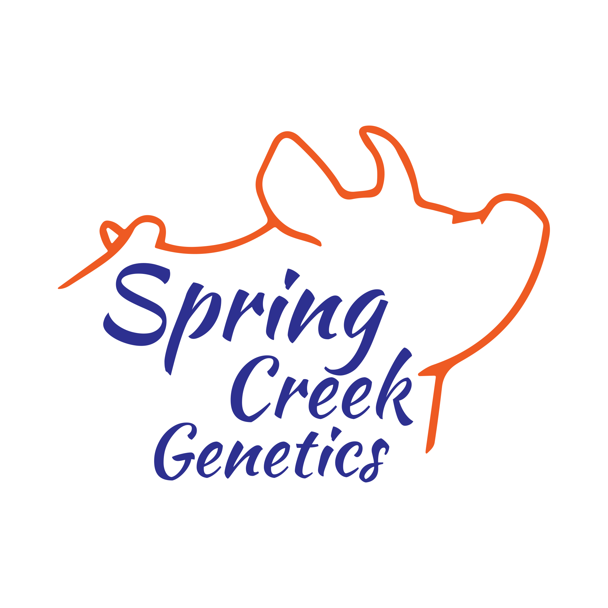 Spring Creek Genetics | Willow OK