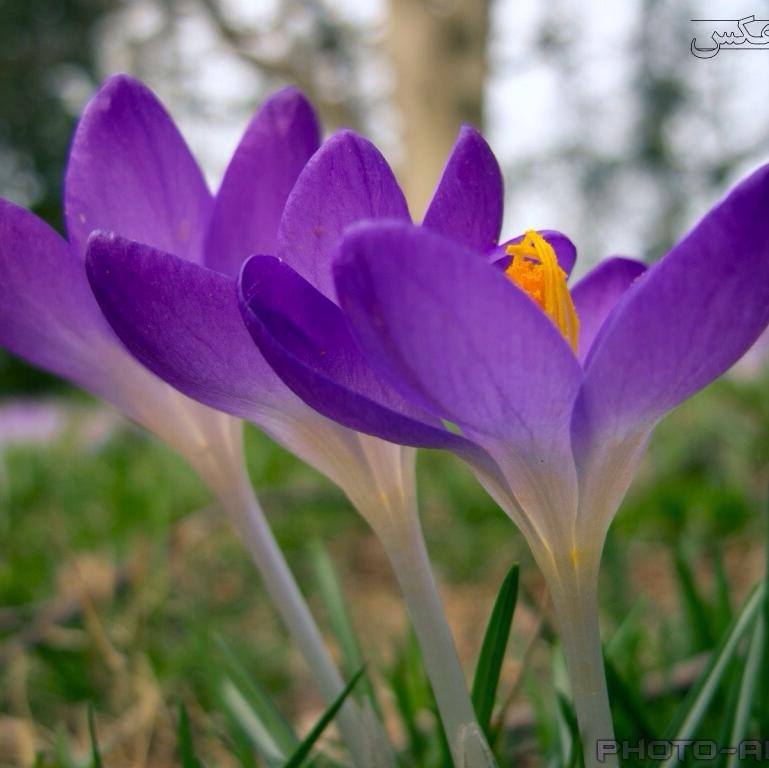 شركت زعفران گوهر ناب/Gowhar-e-Nab Saffron Co. | Herat
