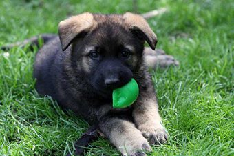 Profile for Hohenburg - Castlehill Working German Shepherd Dogs