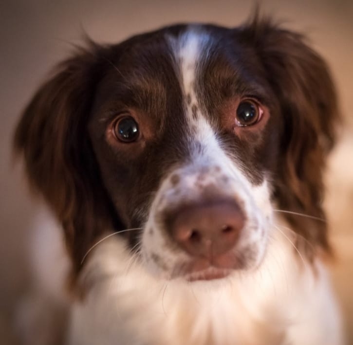 Springer Rescue For Scotland Calendar 2021