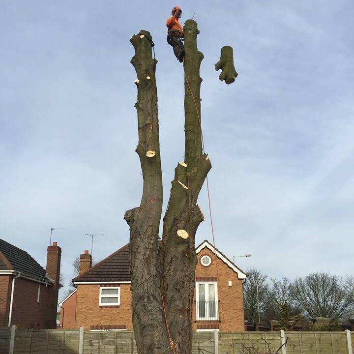 Absolute Tree Solutions