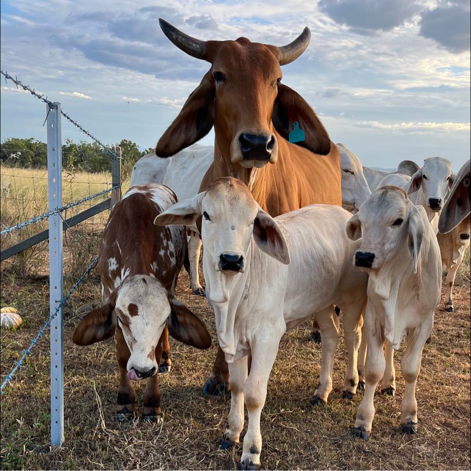 Nivlag Brahmans | Goovigen QLD