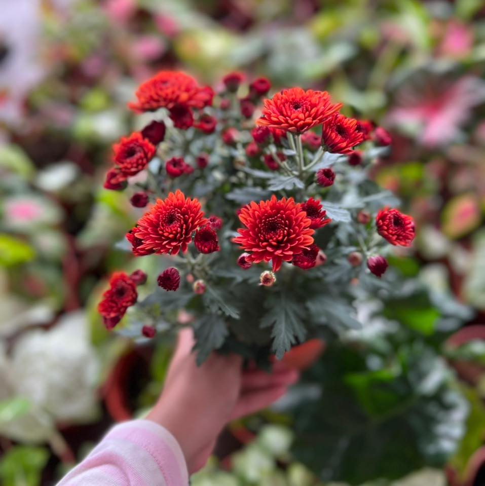 Aya Rohaya Nursery | Parit Sulong