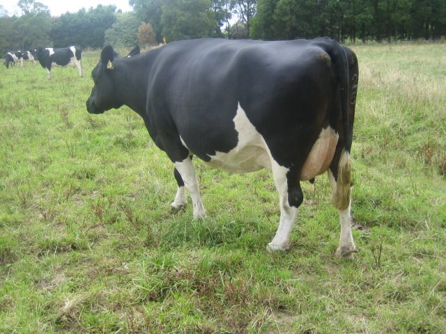 Solney British Friesians | Cloverlea VIC