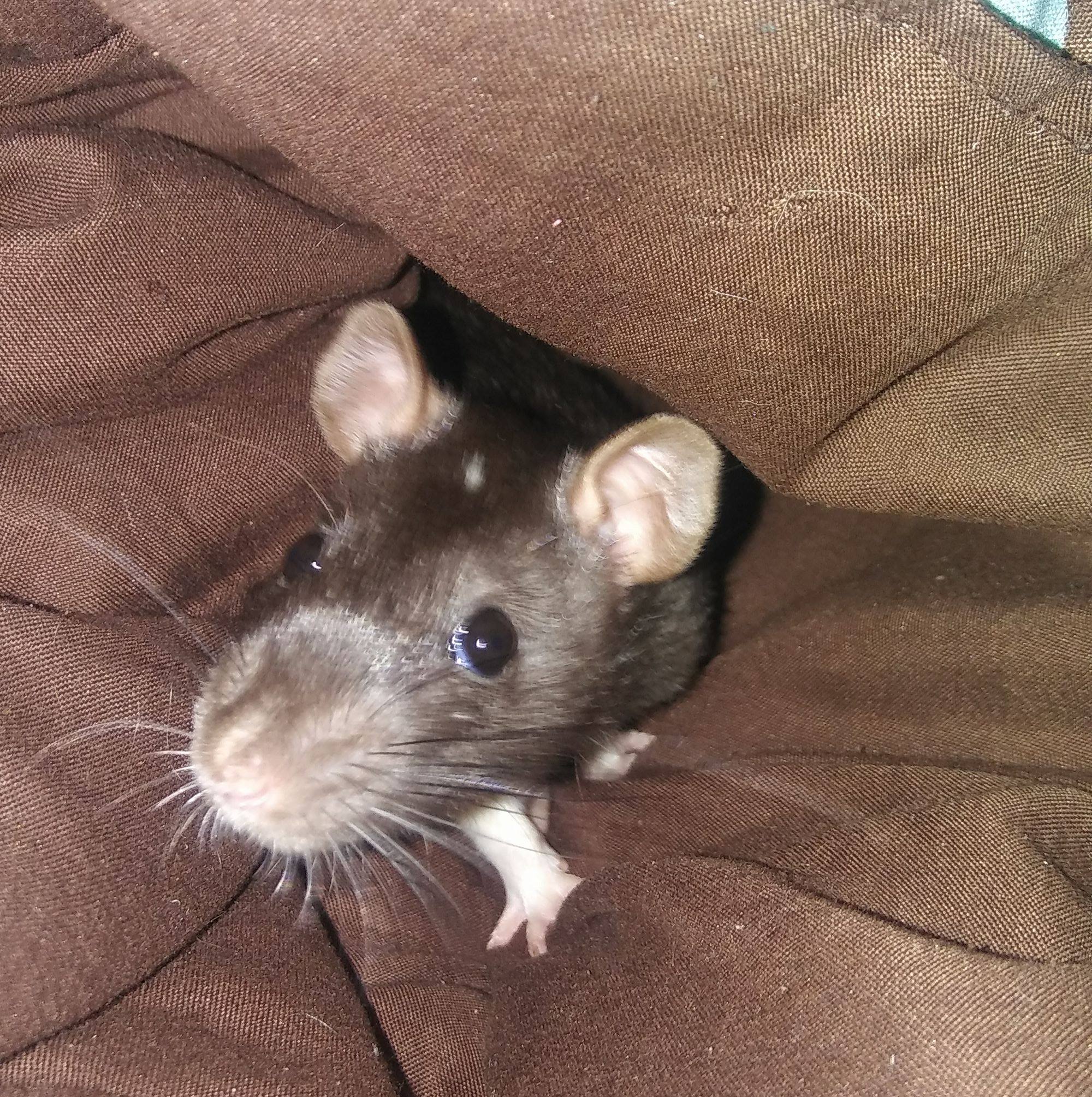 StarFire Rattery | Jacksonville FL