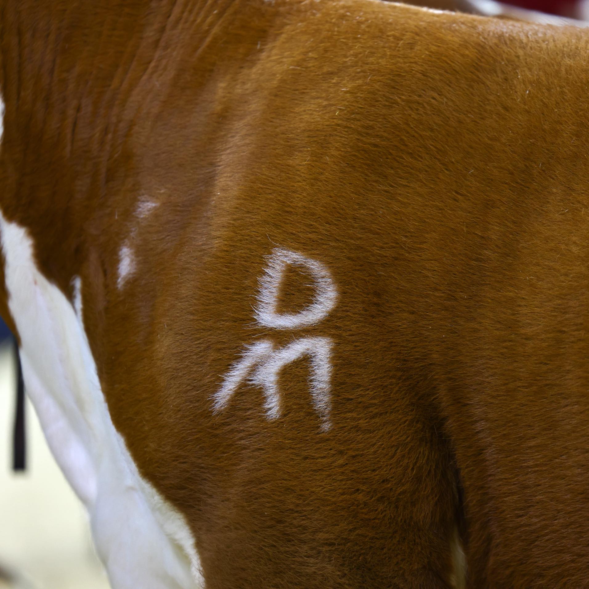 Atkins Herefords
