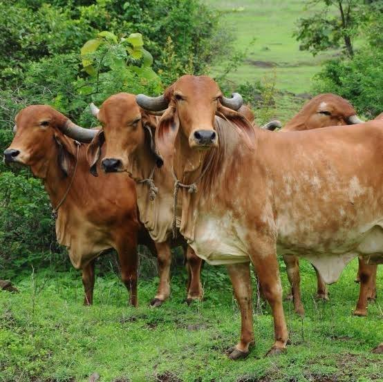 Vadvala Dairy farm Aniyari