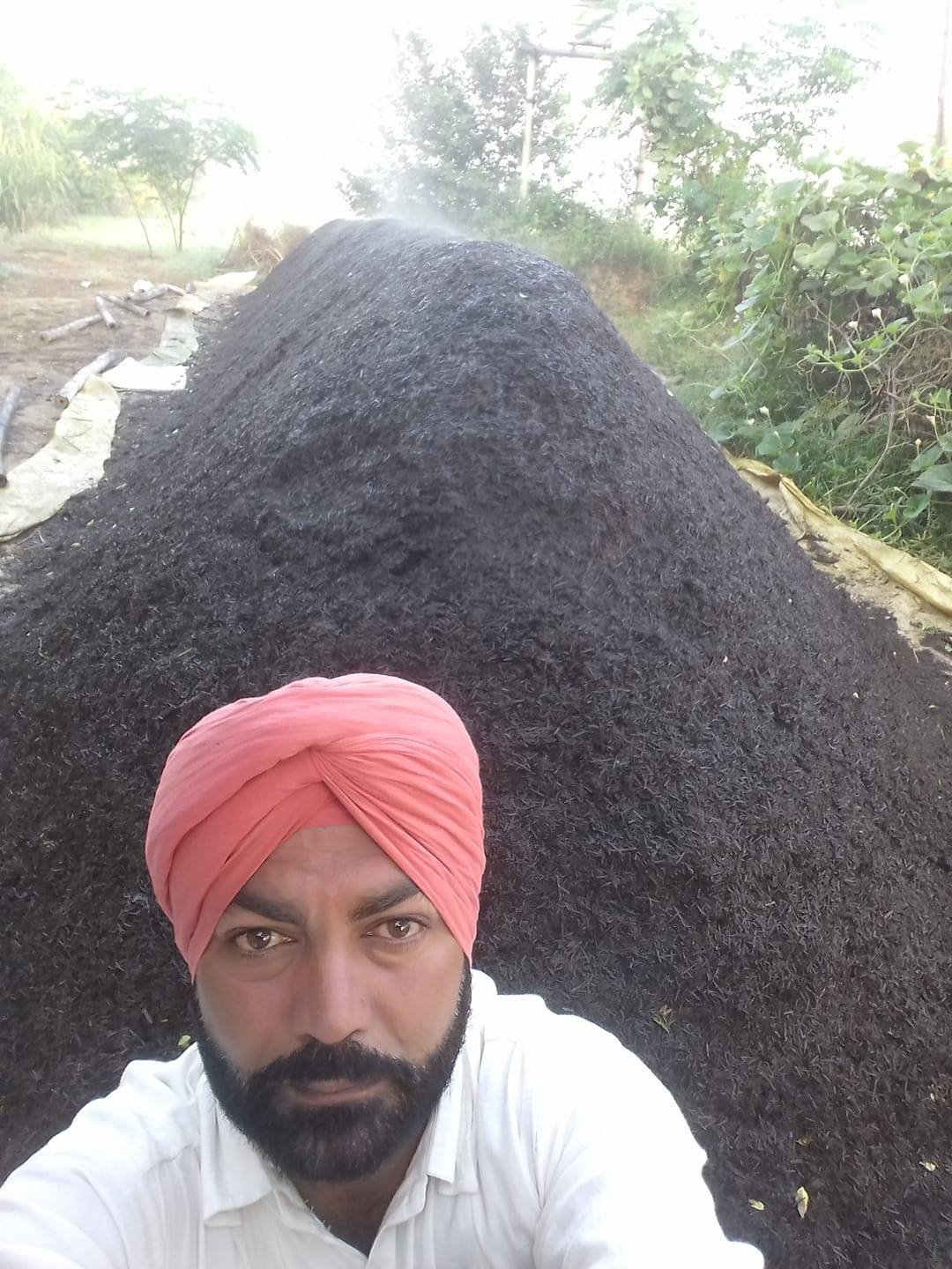 Masrum farming | Sunam
