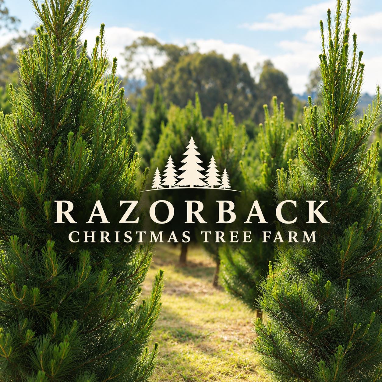 Razorback Christmas Tree Farm | Razorback NSW