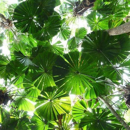 Tango Trees | Loganholme QLD