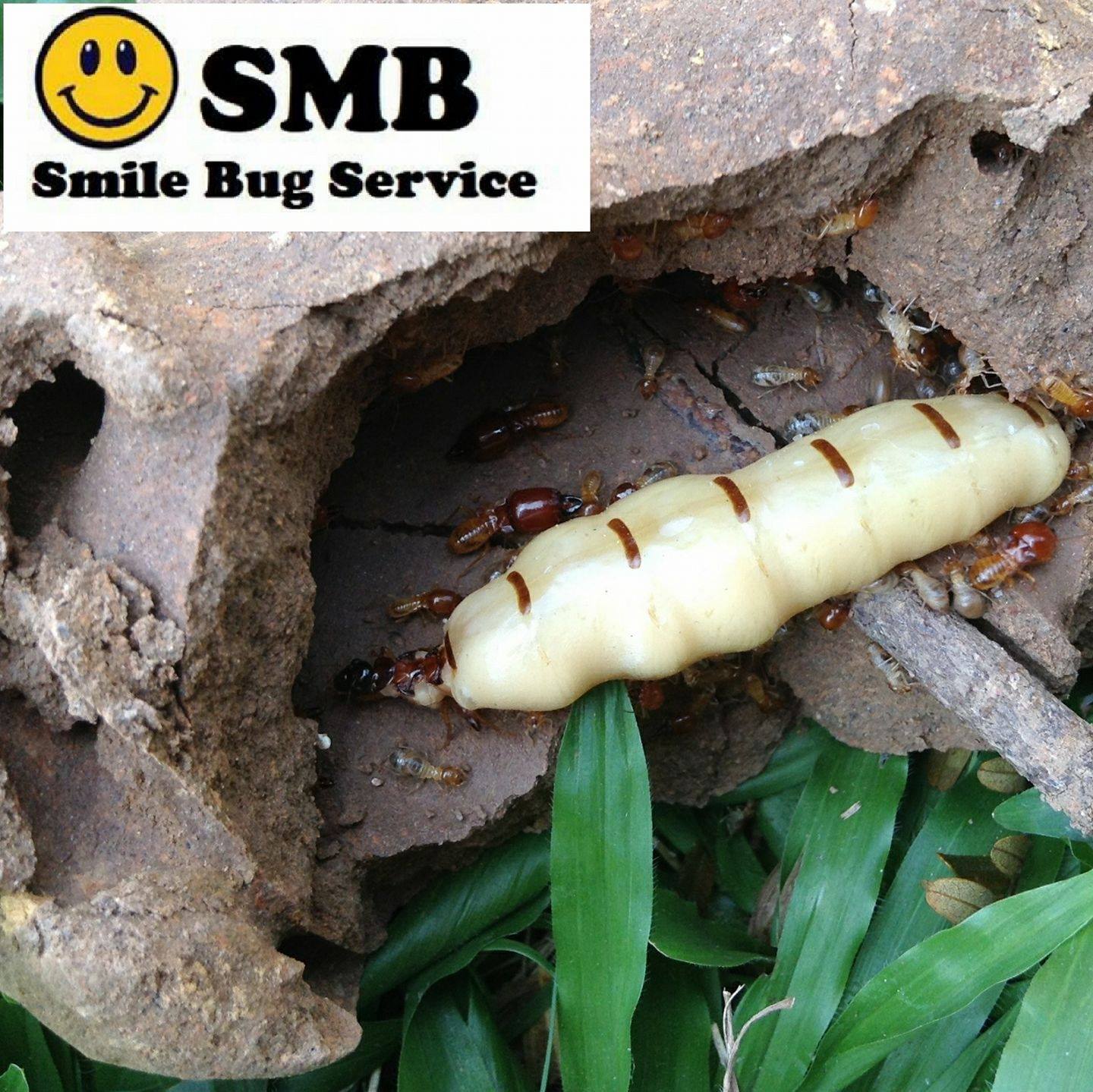 Smile Bug Service