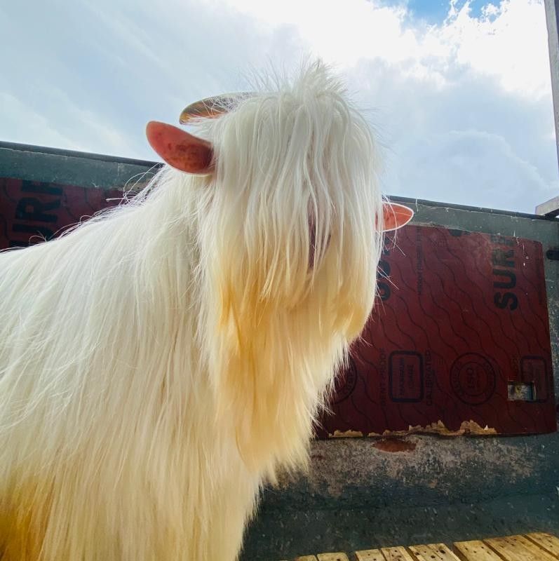 Rustam goat farm | Pune